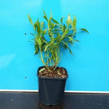 Centranthus ruber 'Albus' witte spoorbloem