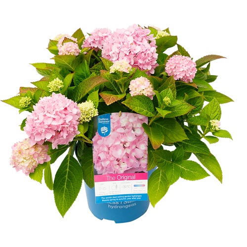 Hydrangea macr. Endless Summer (The Original) Pink Hortensia