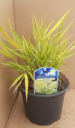 Hakonechloa macra 'All Gold' - Japans bosgras