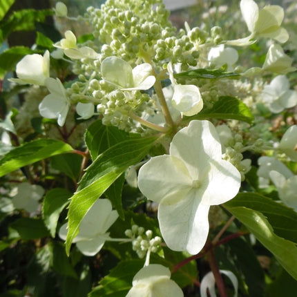Hydrangea pan. 'Kyushu'