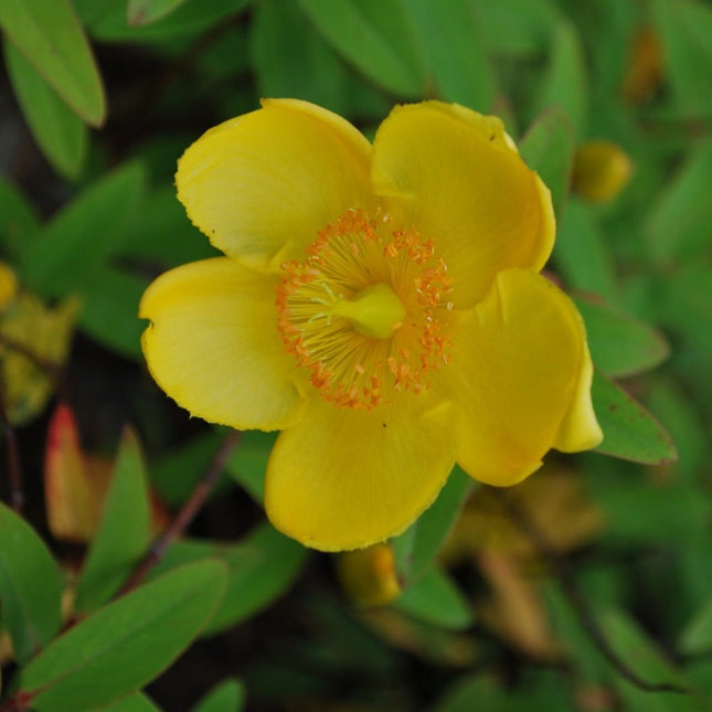 Hypericum Hidcote - Herfsthooi