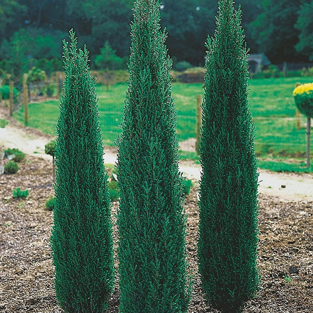 Juniperus comm. 'Sentinel'