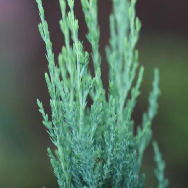 Juniperus scop. 'Blue Arrow'