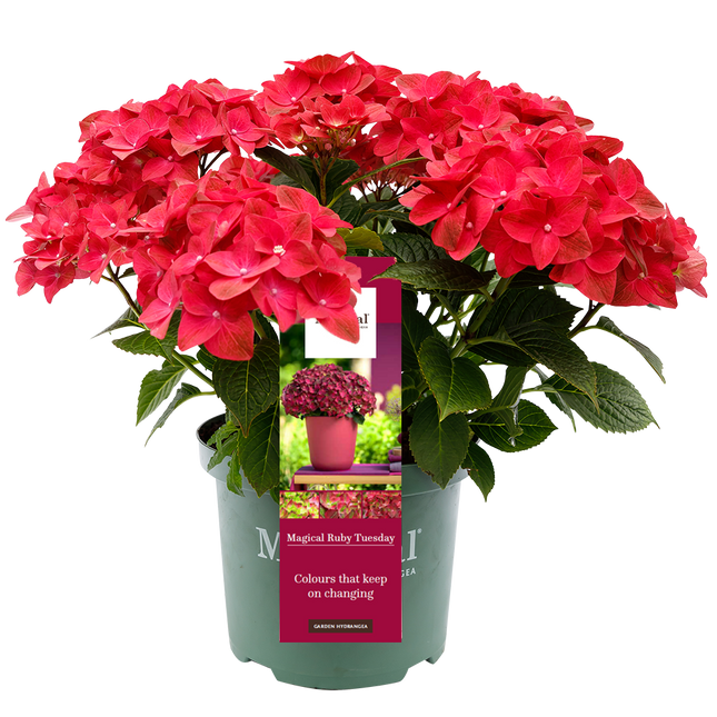 Hydrangea macr. Ruby Tuesday® - Hortensia Magical® Four Seasons Collection