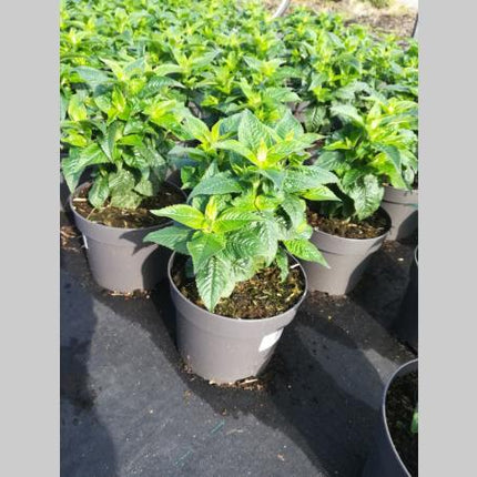 Monarda 'Panorama Red Shades' - Bergamot