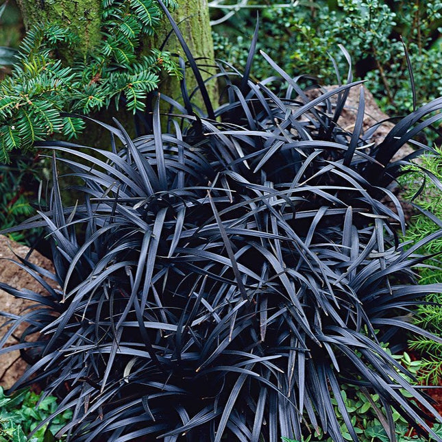 Ophiopogon plan. 'Niger'
