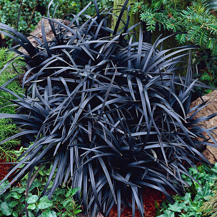 OPHIOPOGON PLANISCAPUS 'NIGER'