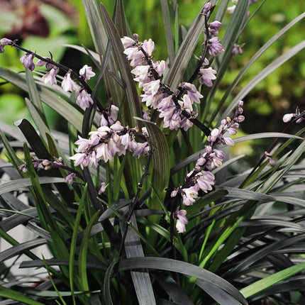 OPHIOPOGON PLANISCAPUS 'NIGER'