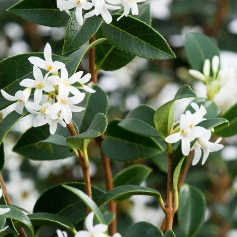 Osmanthus burkwoodii