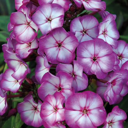 Phlox (P) Sweet Summer Fantasy - Donkerroze met Witte Vlambloem