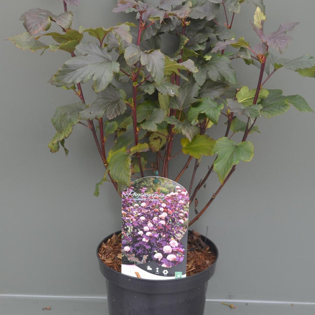 Physocarpus opulifolius 'Diabolo' - Blaasspirea 40-60cm