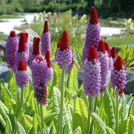Primula vialii