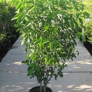 Staphylea colchica