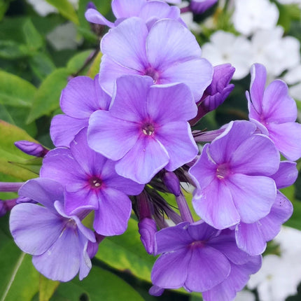 Phlox (P) Sweet Summer Ocean - Vlambloem