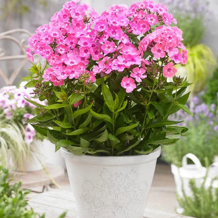 Phlox (P) Sweet Summer Candy - Vlambloem