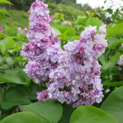 Syringa v. 'Michel Buchner' - lilakleurige sering