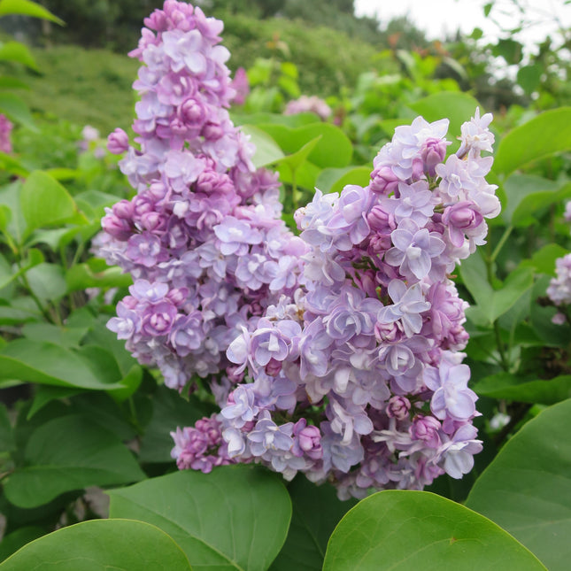 Syringa v. 'Michel Buchner' - lilakleurige sering