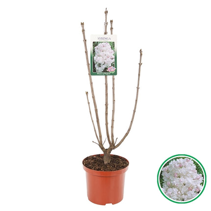 Syringa vulgaris Beauty of Moscow - Sering