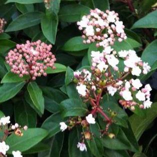 Viburnum tinus 'Eve Price' (Sneeuwbal) - Tuinplantenloods