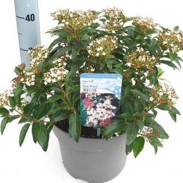 Viburnum tinus 'Eve Price' (Sneeuwbal) - Tuinplantenloods