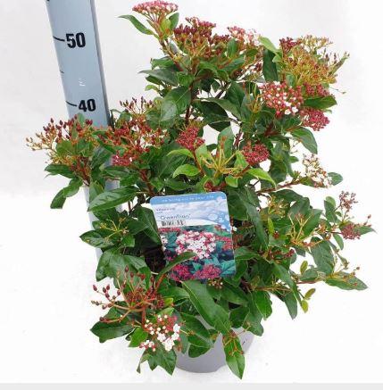 Viburnum tinus 'Gwenllian' (Sneeuwbal) - Tuinplantenloods