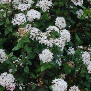 Viburnum tinus 'Spirit' (Sneeuwbal) - Tuinplantenloods