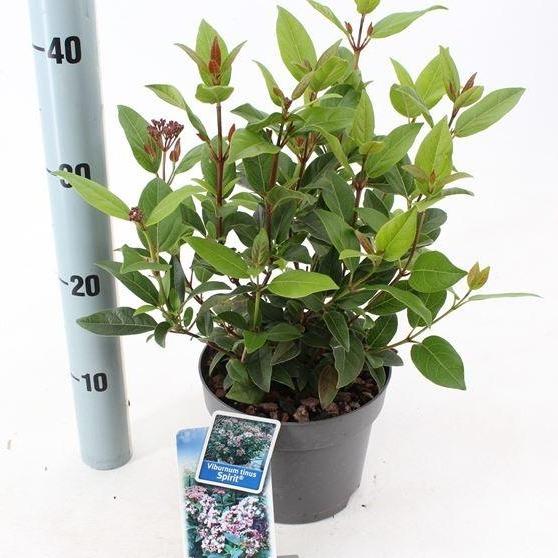 Viburnum tinus 'Spirit' (Sneeuwbal) - Tuinplantenloods
