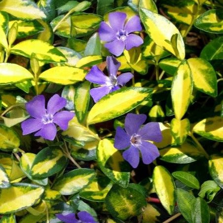 Vinca minor Blue and Gold - Kleine maagdenpalm borderpakket