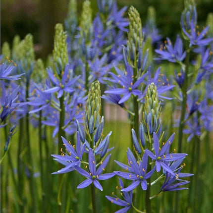 Camassia leichtlinii blauwe donau -Prairielelie Blauw