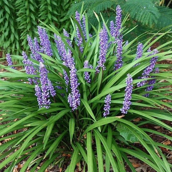 Liriope Muscari Moneymaker Plante Exterieur Jardin