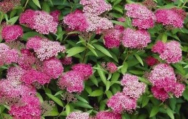 Spiraea jap. Manon - Spierstruik