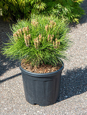 Pinus 'Marie Bregeon'