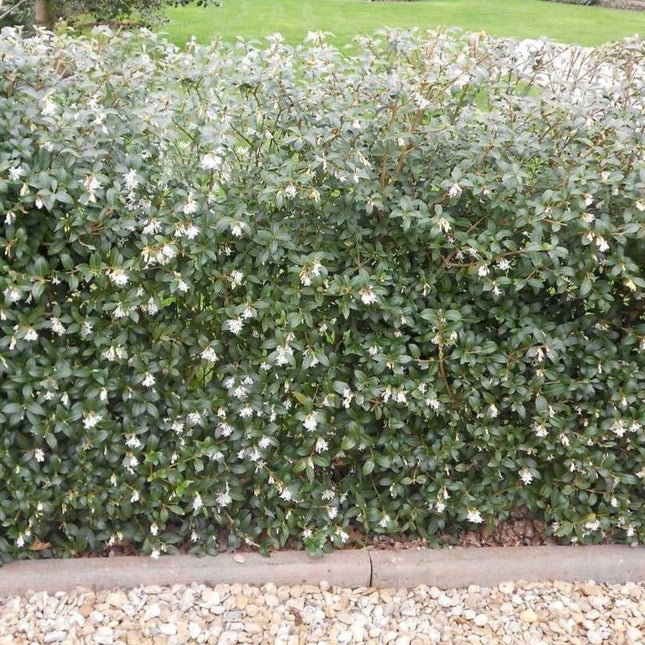 Osmanthus burkwoodii haag