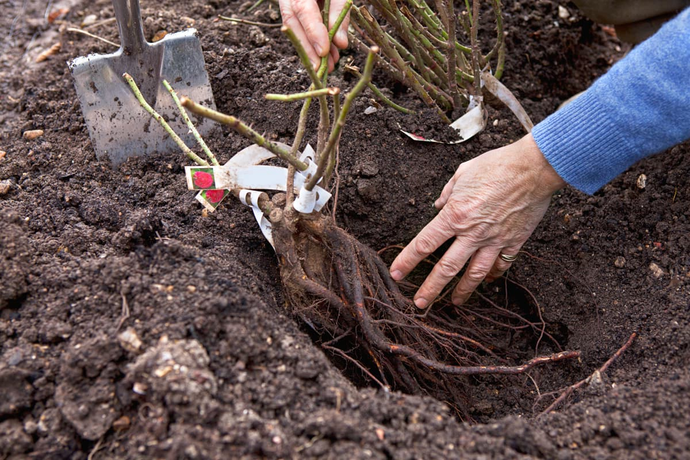 Planten met blote wortel: dé slimme keuze voor je tuin dit najaar
