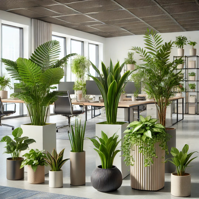 Waarom Kant & Klaar Planten in Pot Ideaal Zijn voor Bedrijven