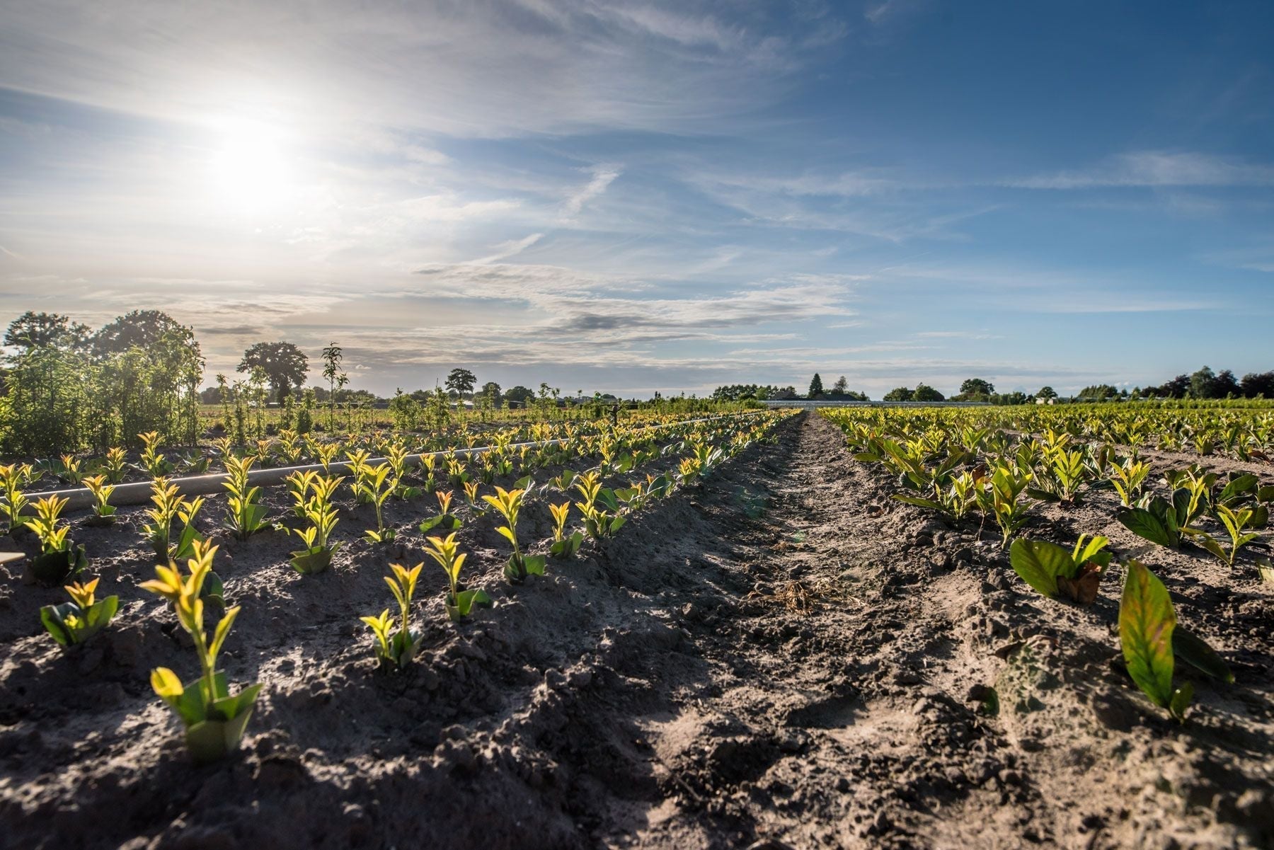 De ultieme aanplantgids voor blote-wortel planten 🇳🇱