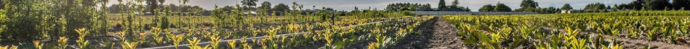 🇳🇱 De ultieme aanplantgids voor blote-wortel planten