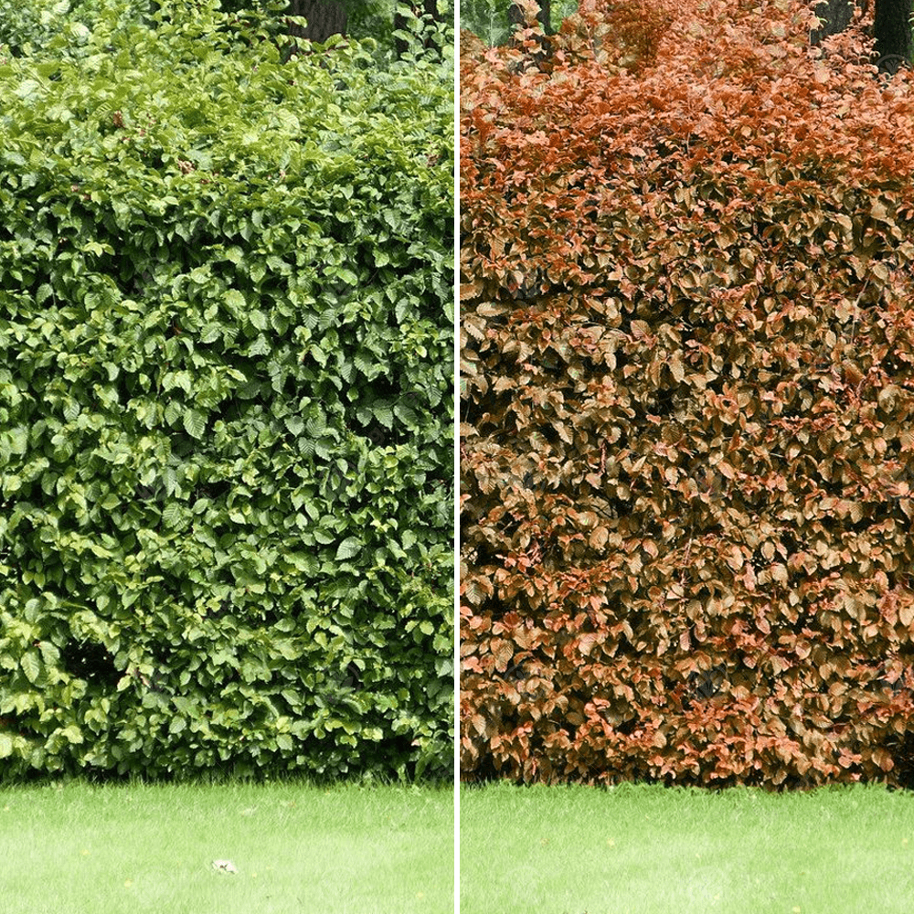 Het aanplanten van een beukenhaag. Meest gemaakte fouten en advies.