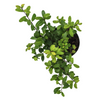 De beste buxusvervanger de Ilex crenata "Dark Green"