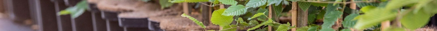 De perfecte haag voor jouw tuin: Advies en keuzegids