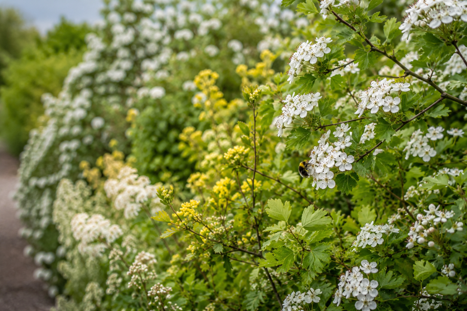 Haag voor bijen: de beste bijvriendelijke haag voor meer bestuivers in je tuin