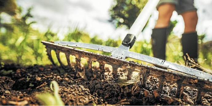 Vaste planten verplanten