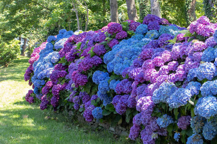 Hortensia: Tijdloze bloeier en blikvanger van de zomertuin