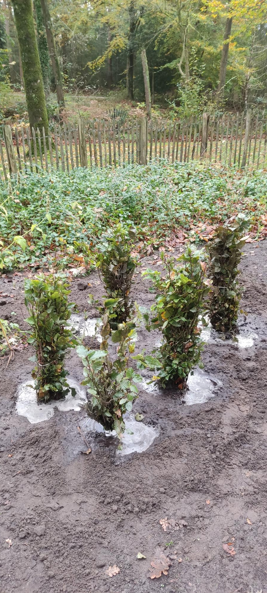 Levering van blote wortel planten: direct inkuilen of wachten?