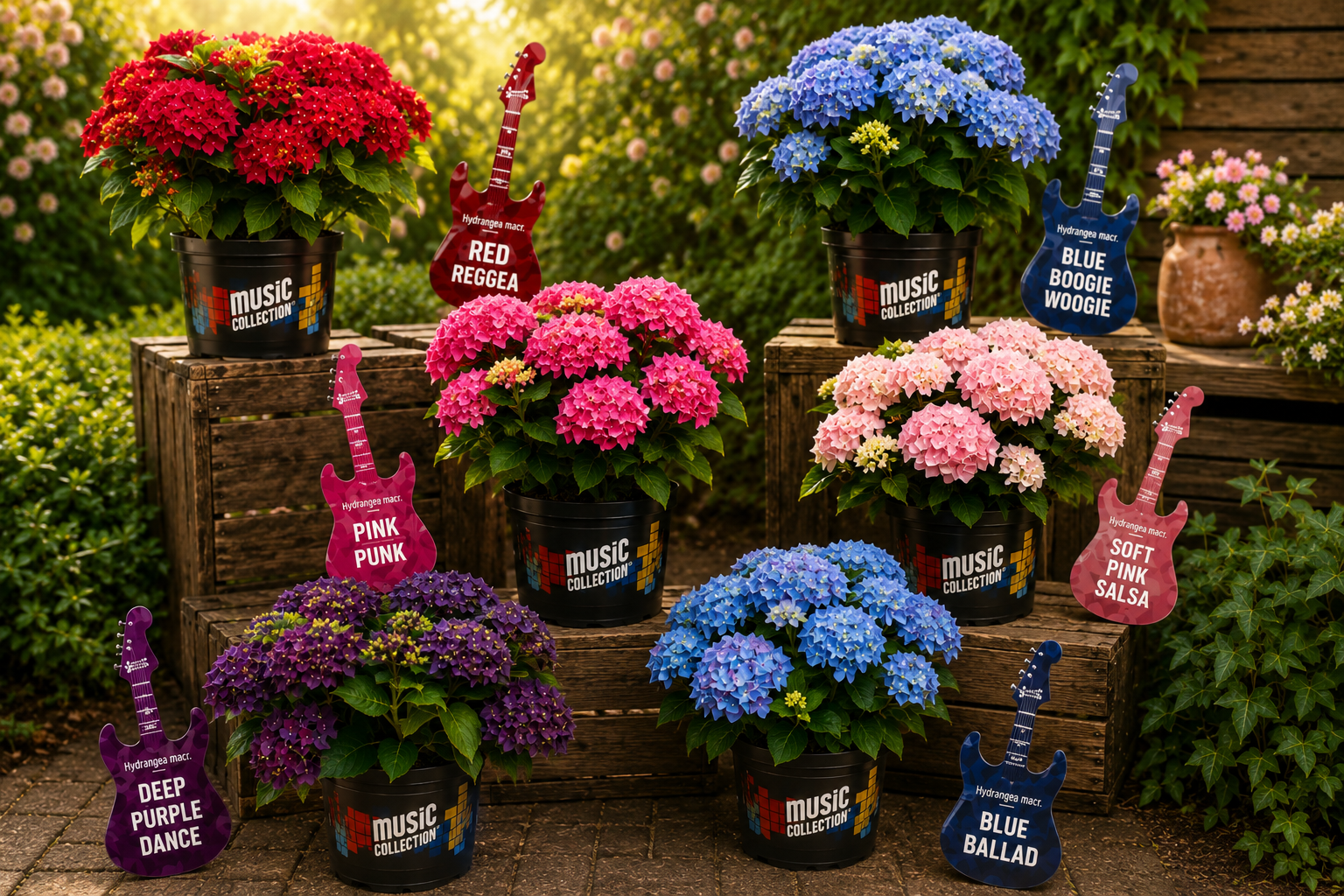 Music Collection® Hortensia’s – dat klinkt als muziek in de oren