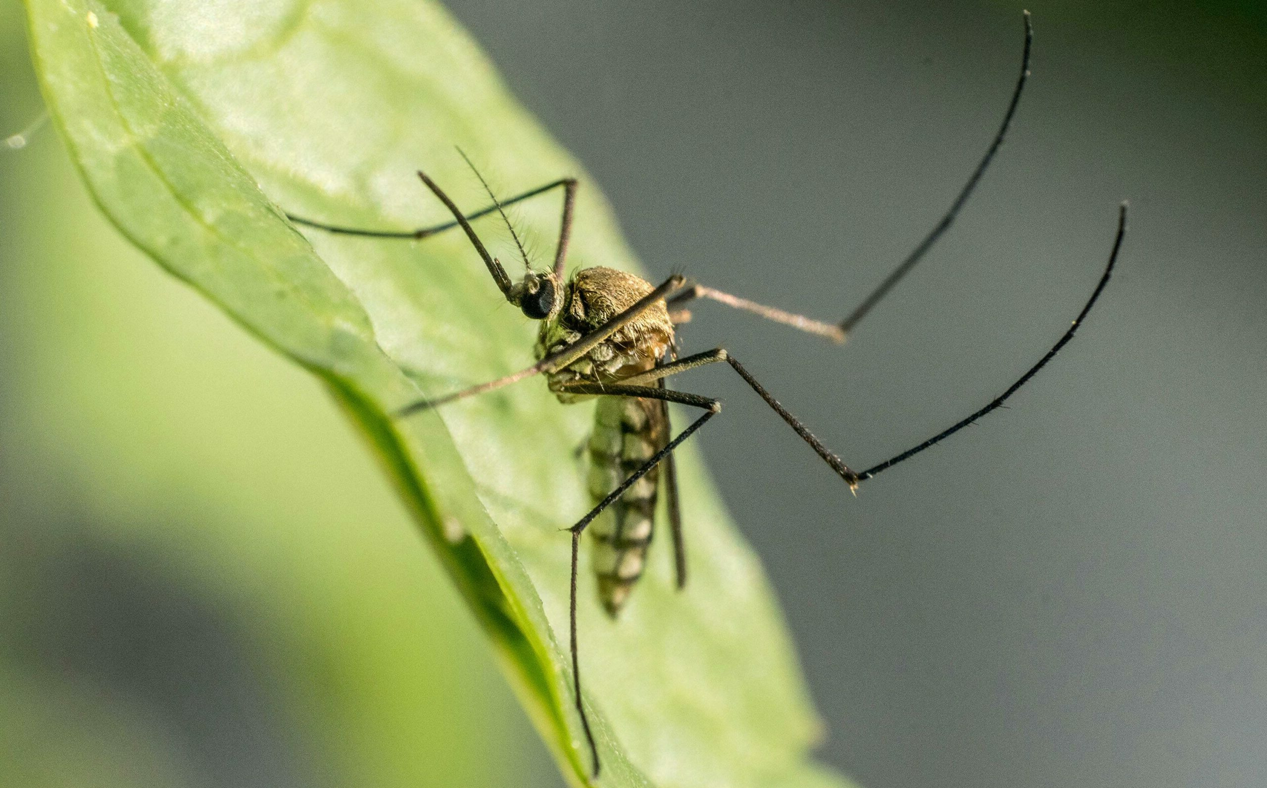 Zomer zonder gezoem: planten en trucs tegen muggen in tuin en huis