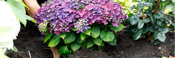 De verzorging van jouw Hortensia’s