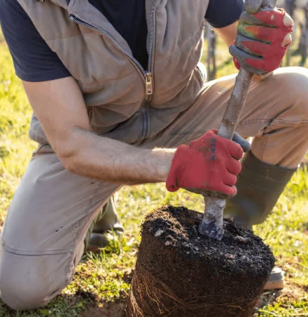 Een haag aanplanten met warm weer? Kies voor planten in pot!