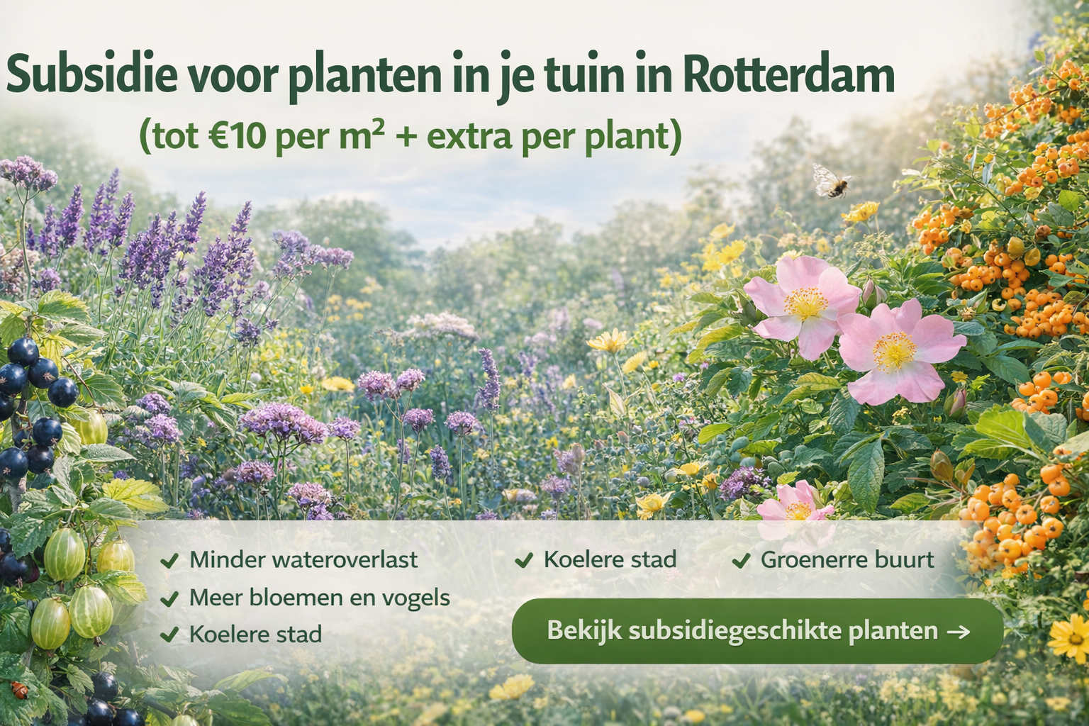 Subsidie voor planten in je tuin in Rotterdam (tot €10 per m² + extra per plant)