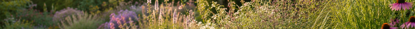 Bloeiende tuin in september met vaste planten, siergrassen en najaarsbloeiers